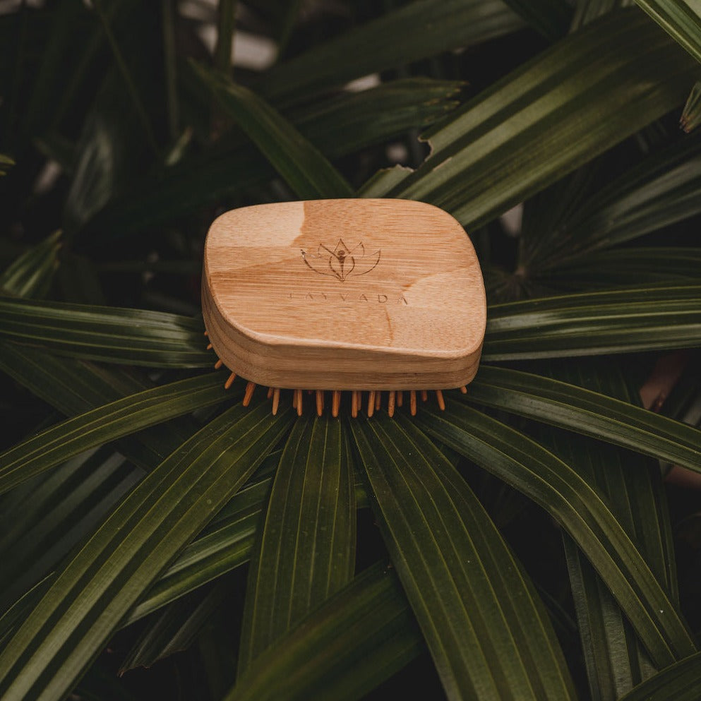 Bamboo Brush Palm